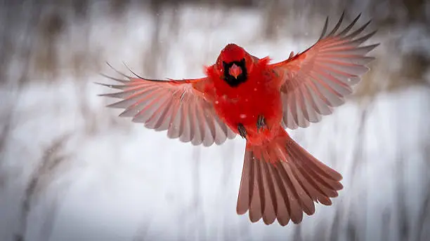Photo of Male Northern Cardinal in Flight