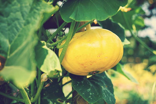 istock Pumpkins are beautiful pumpkin 472200148