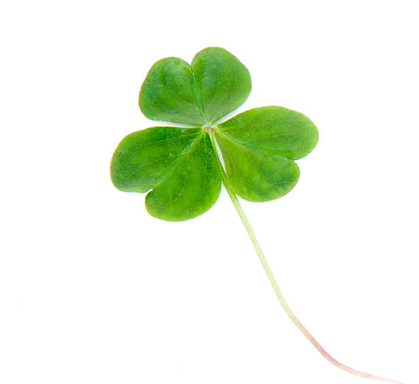 istock Single green shamrock three-leafed clover isolated on white 472201787