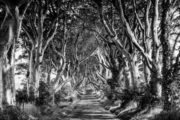 This beautiful avenue of beech trees was planted by the Stuart family in the eighteenth century and is located near Ballymoney in Northern Ireland. The road is reputedly haunted by a spectral ‘Grey Lady’ who appears at dusk among the trees. She silently glides along the roadside and disappears as she passes the last beech tree.