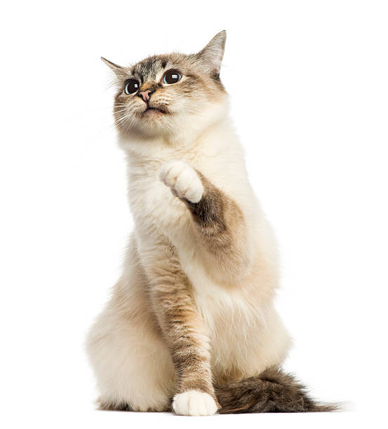 Front view of a Birman cat sitting, pawing up