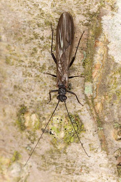 Newly hatched Stonefly Newly hatched Stonefly, imitations of this insect is often used by fly-fishers plecoptera stock pictures, royalty-free photos & images