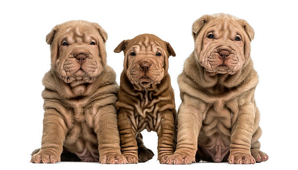 istock Front view of three Shar Pei puppies sitting 472203501