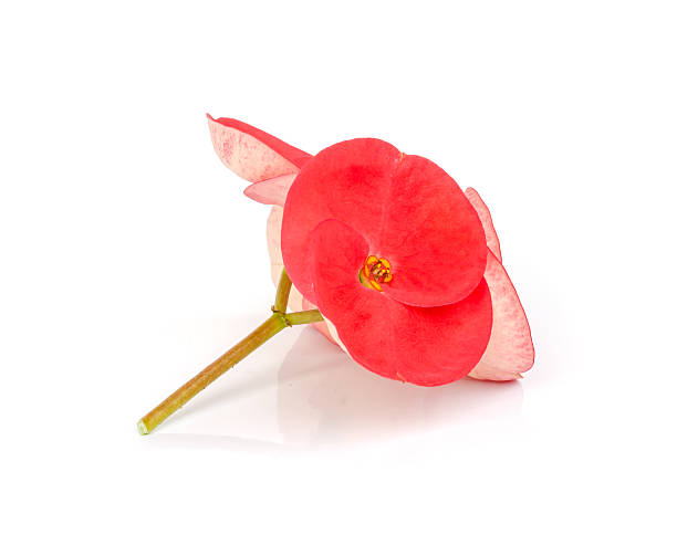 istock Pink crown of thorns flower. 472203678
