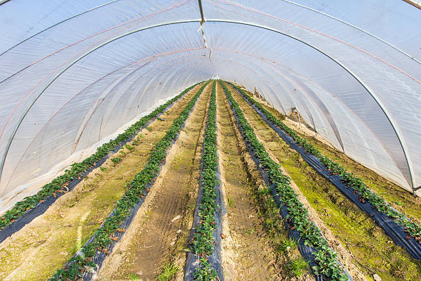 istock field greenhouses 472203697