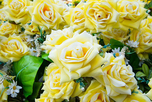 istock close up of yellow roses. 472203698