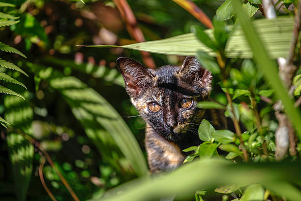 istock Cat hiding in the garden 472204126