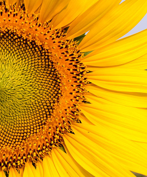 istock Macro of sunflower 472204160