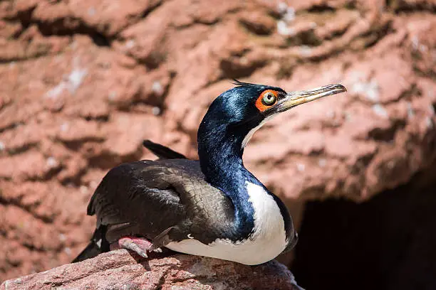 Guanay cormorant on a rock. The Guanay cormorant is a member of the  natural, nature family found on the Pacific coast of Peru and northern Chile