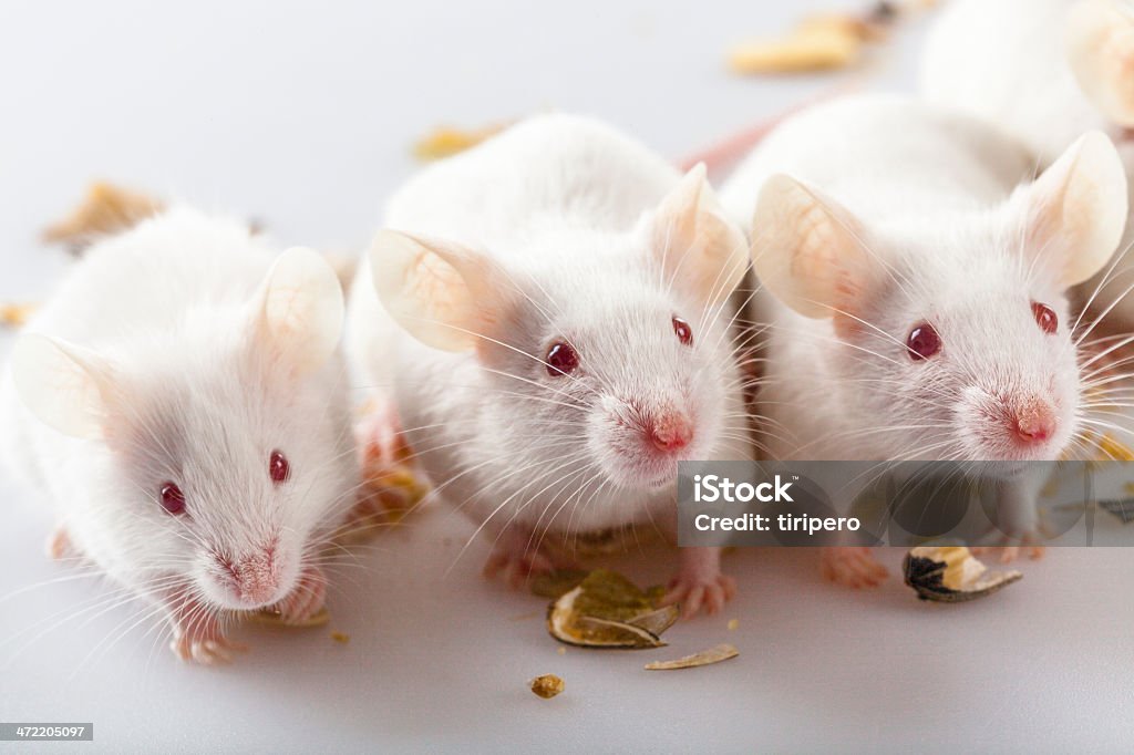Albino mouse eating and playing Mouse - Animal Stock Photo