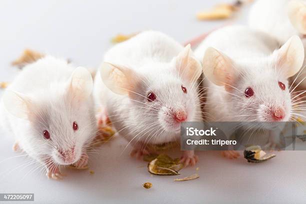 Albino Mouse Eating And Playing Stock Photo - Download Image Now - Mouse - Animal, Laboratory, White Color