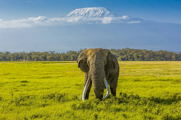 istock Peak of the Mt Kilimanjaro 472205517