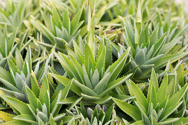 190+ Dyckia Stock Photos, Pictures & Royalty-Free Images - iStock