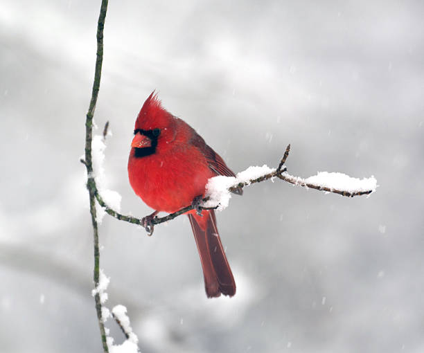 istock Male northern cardinal 472205871