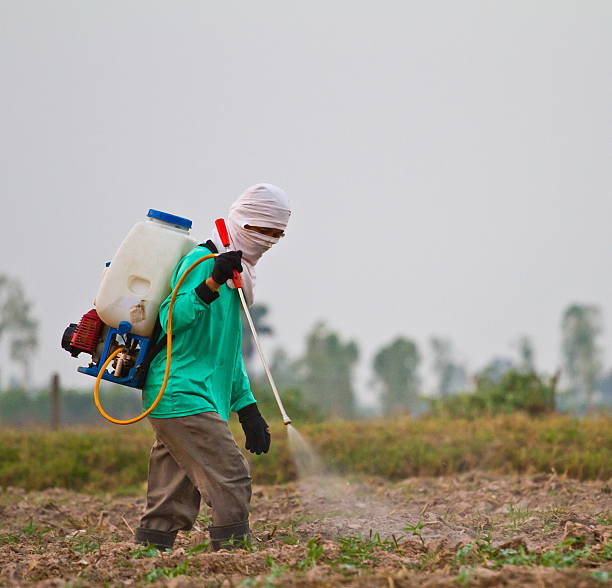 istock Man spraying vegetables in the garden 472206405