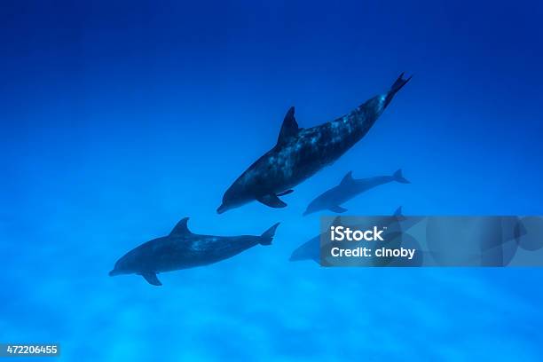 Dolphins Of Zanzibar Stock Photo - Download Image Now - Pod of Dolphins, Animal, Animal Wildlife