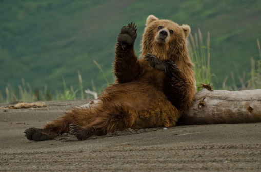 Female brown bear scratching her back against a log giving an impression she was waving at us.