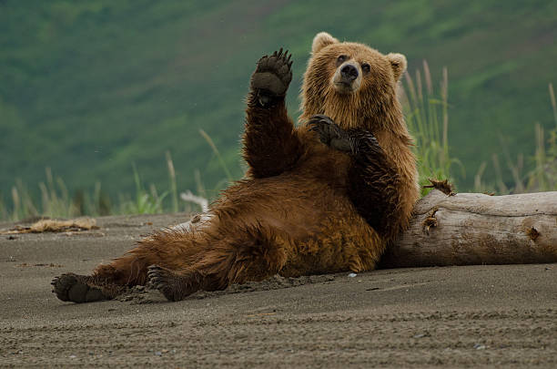 Coastal Brown Bear Female brown bear scratching her back against a log giving an impression she was waving at us. heavy photos stock pictures, royalty-free photos & images
