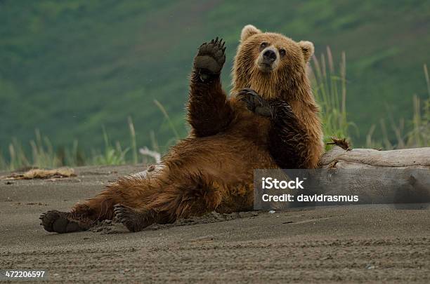 Coastal Brown Bear Stock Photo - Download Image Now - Bear, Humor, Brown Bear