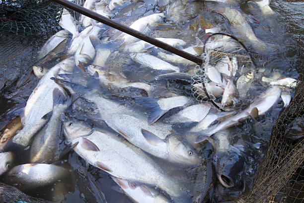 istock The fish in the water fishing nets 472206706