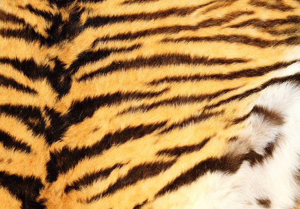 istock detailed texture of real tiger fur 472206908