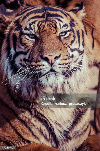 Tiger Close Up Portrait Stock Photo - Download Image Now - Animal, Animal Body Part, Animal Eye