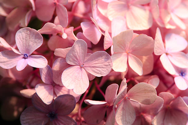 fundo de lindas flores de hortênsia rosa - close to moving up closed single flower - fotografias e filmes do acervo