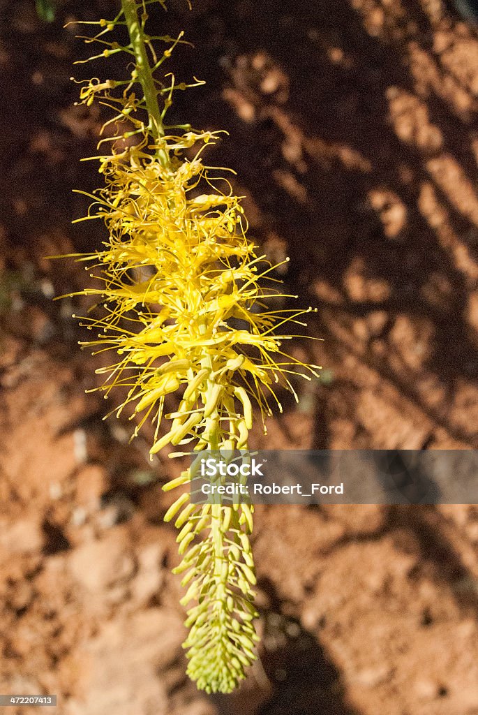 Singolo giallo Fiore di campo Parco Statale di Kodachrome Basin utah - Foto stock royalty-free di Ambientazione esterna