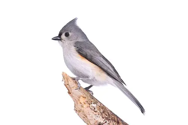 Tufted Titmouse (Baeolophus bicolor) - Isolated on a white background