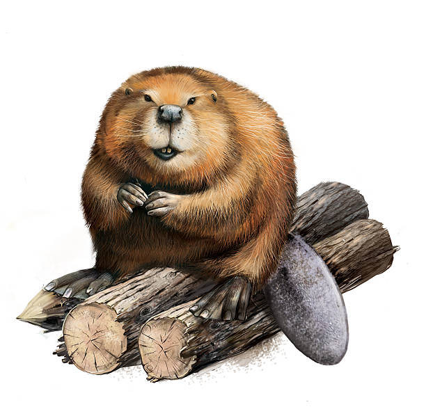 ilustrações, clipart, desenhos animados e ícones de adulto beaver sentado em toras de madeira. - nutria rodent beaver water