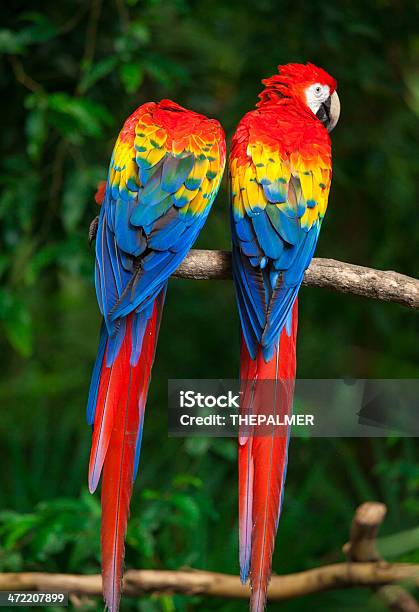 Du lịch Lửa Việt - Văn phòng Phú Mỹ - Vẹt đỏ đuôi dài (Scarlet macaw) Vẹt  đỏ đuôi dài là một trong những thành viên đẹp nhất và lớn nhất của