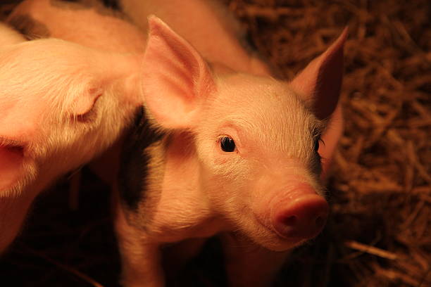 istock Portrait of piglet in pen 472208319