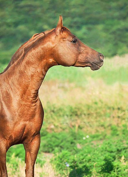 Head of white mare at horse farm