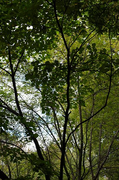 Lush Foliage stock photo