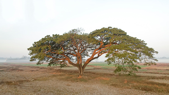 Acacia catechu