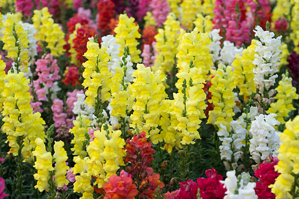 pression dragon (antirrhinum majus) - snapdragon photos et images de collection