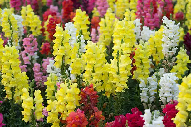 Snap dragon (Antirrhinum majus) blooming in garden