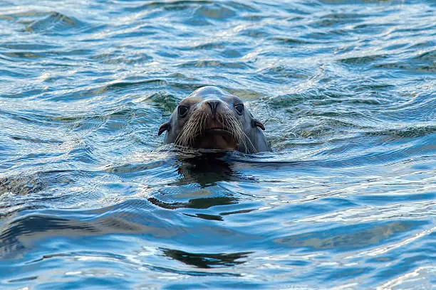 Photo of Swimming sea lion.