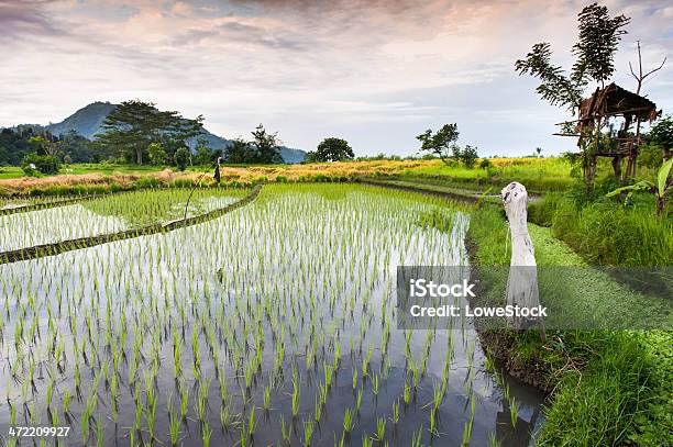 Bali Rice Fields Stock Photo - Download Image Now - Agricultural Field, Agriculture, Asia