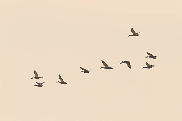 istock flock of wild ducks on the sky 472210246