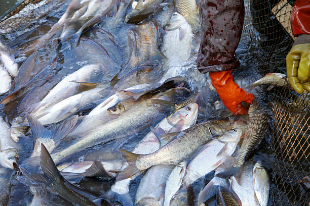 istock The fish in the water fishing nets 472210872