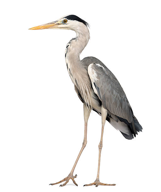 그레이 왜가리류 입석, ardea cinerea, 5 세 - gray heron 뉴스 사진 이미지