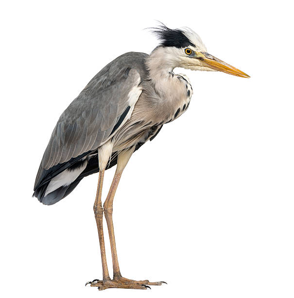 istock Grey Heron standing, Ardea Cinerea, 5 years old 472210973