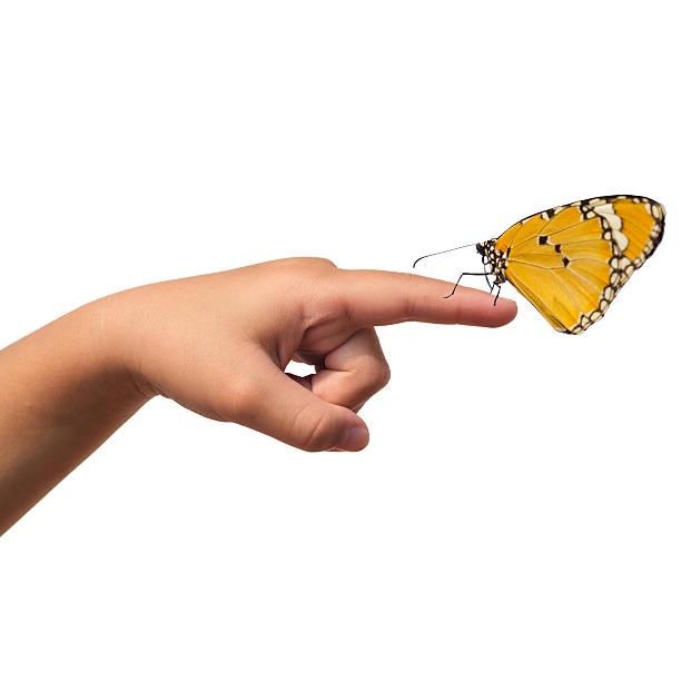 istock Butterfly on child finger on a white background. 472211151