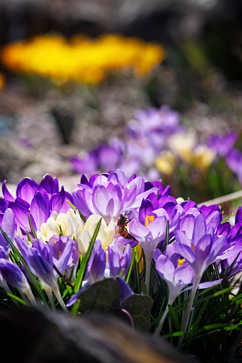 Spring crocuses open to the sun.  They are purple and yellow.  Bunch in foreground in focus and they go more out of focus as they recede into the background.  Surface level image with good copy space.  There is one bee on the flowers.