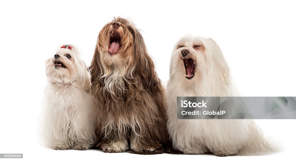 Groupe de chiens maltais, bâillement, assis dans une rangée - Photo de Chien libre de droits