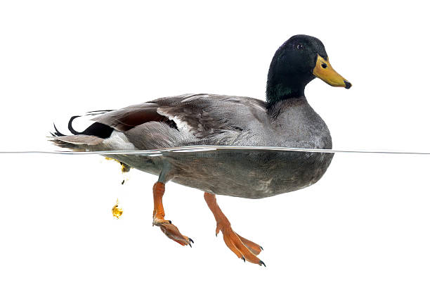 istock Mallard defecating in the water, Anas platyrhynchos 472211613