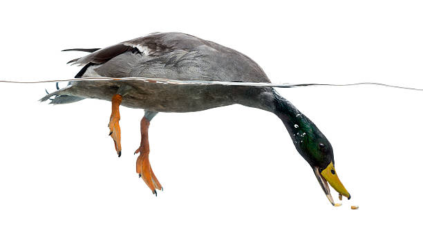 istock Mallard fishing under water, Anas platyrhynchos 472211619