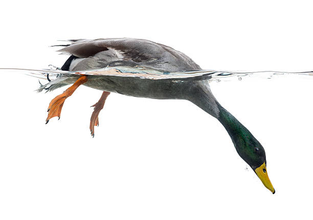 istock Mallard fishing under water, Anas platyrhynchos 472211623