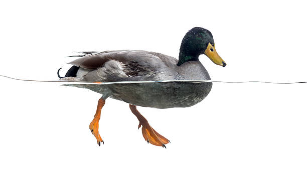 istock Mallard floating on the water, Anas platyrhynchos 472211639